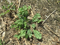 Chelidonium majus