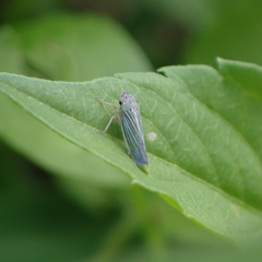 Xyphon reticulatum
