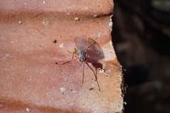 Diptera