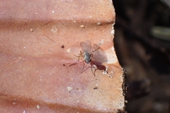 Diptera