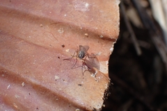 Diptera