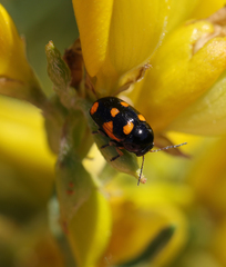 Cryptocephalus octoguttatus