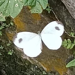 Leptosia nina