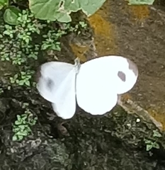 Leptosia nina