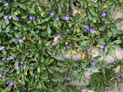 Ajuga pygmaea