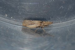 Eupelix cuspidata
