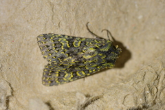 Meterana pictula