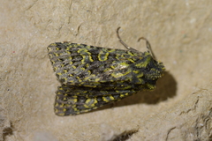 Meterana pictula