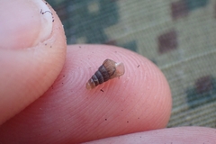 Alinda biplicata