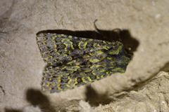Meterana pictula