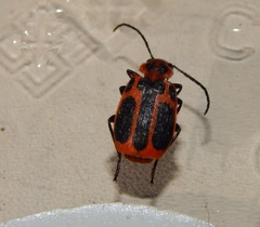 Lebistina peringueyi