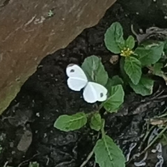 Leptosia nina