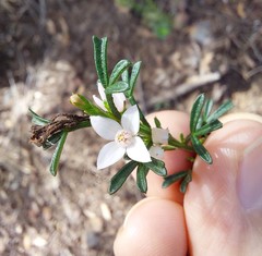Cyanothamnus anemonifolius