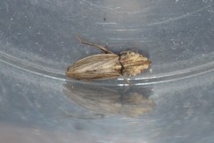 Eupelix cuspidata