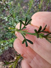 Cyanothamnus anemonifolius
