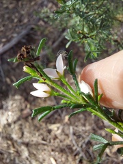 Cyanothamnus anemonifolius