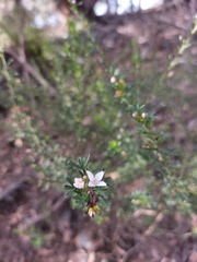 Cyanothamnus anemonifolius