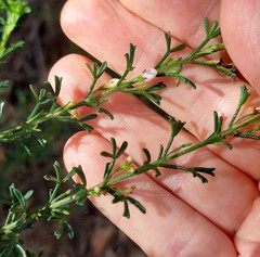 Cyanothamnus anemonifolius