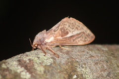 Oxycanus australis