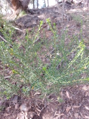 Cyanothamnus anemonifolius