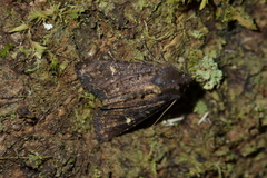 Meterana vitiosa