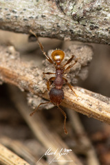 Pheidole variabilis ocyma