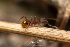 Pheidole variabilis ocyma