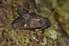 Meterana vitiosa