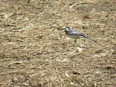 Motacilla alba