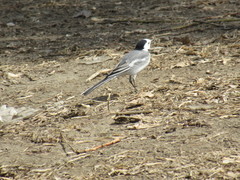 Motacilla alba