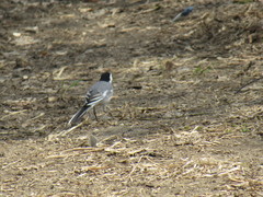 Motacilla alba