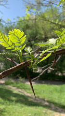 Gleditsia triacanthos