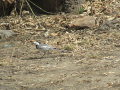Motacilla alba