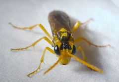 Tenthredo sakaguchii