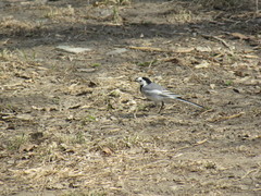 Motacilla alba