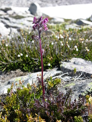 Pedicularis ornithorhynchos
