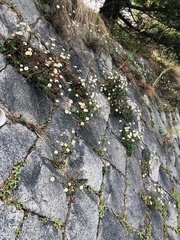 Erigeron karvinskianus