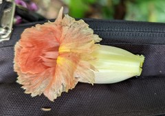Costus asplundii