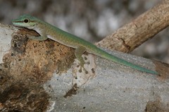 Phelsuma abbotti chekei
