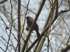 Passer domesticus