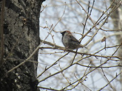 Passer domesticus