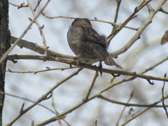 Passer domesticus