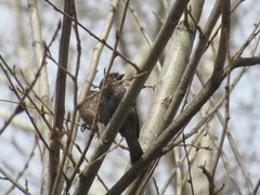 Passer domesticus