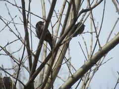 Passer domesticus
