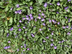 Ajuga pygmaea