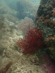 Melithaea zimmeri
