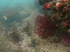 Melithaea zimmeri