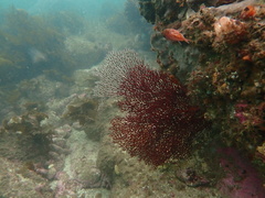 Melithaea zimmeri