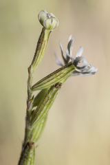 Silene nocturna