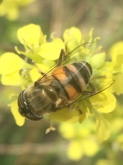 Eristalinus taeniops